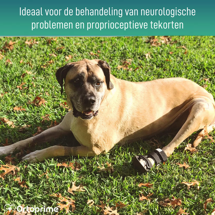 Korte Botspalk voor Honden met Knuckling | 5 Maten