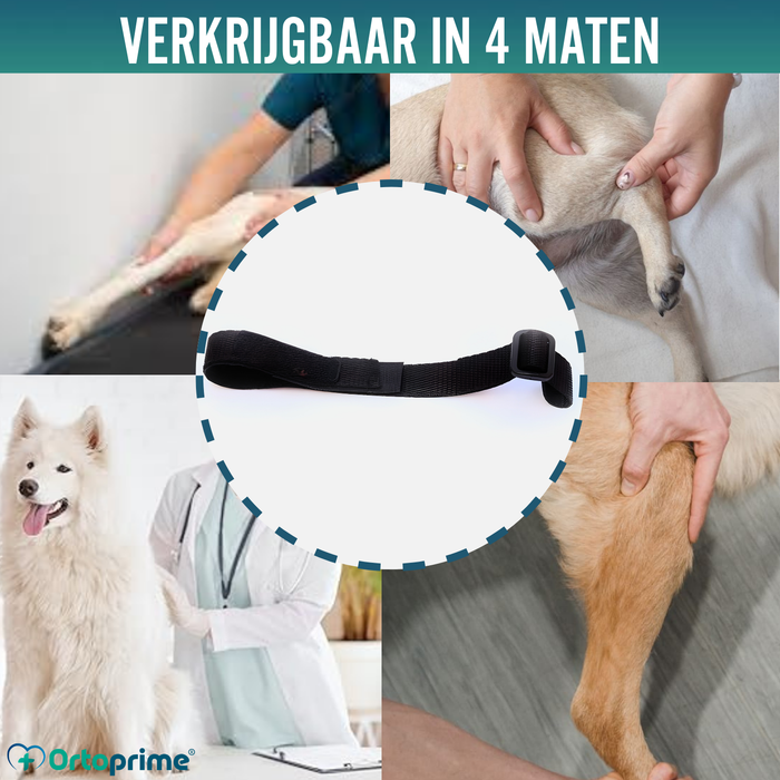 Hundeband zur Lendenstütze für Knieimmobilisierer