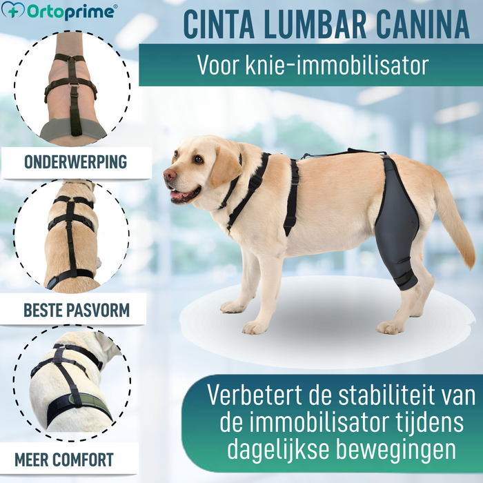 Hundeband zur Lendenstütze für Knieimmobilisierer
