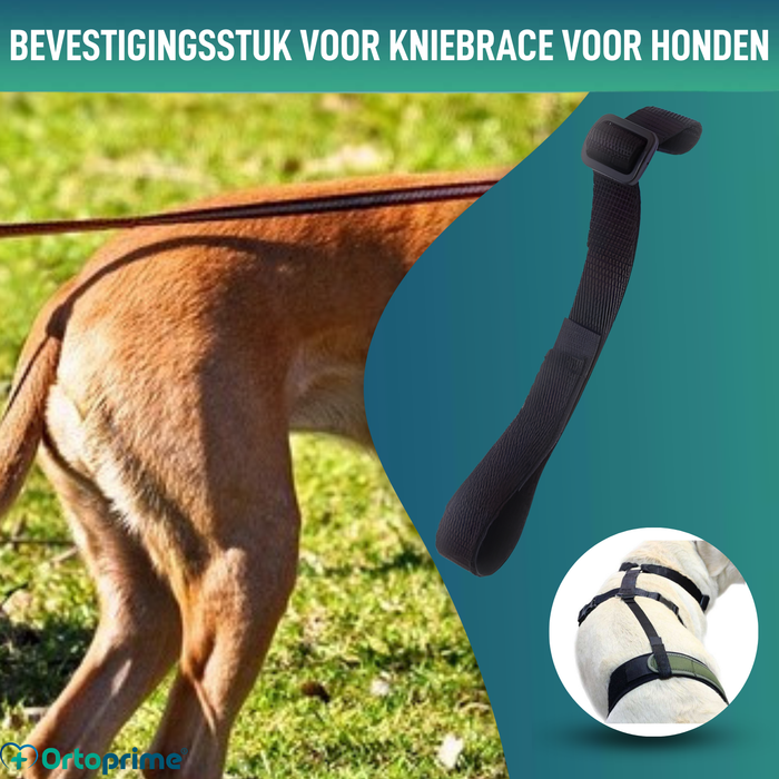 Hundeband zur Lendenstütze für Knieimmobilisierer
