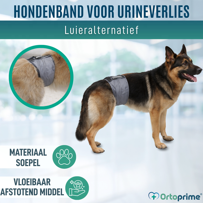Anti-lekband voor Incontinentie bij Honden | Mannelijke Hond