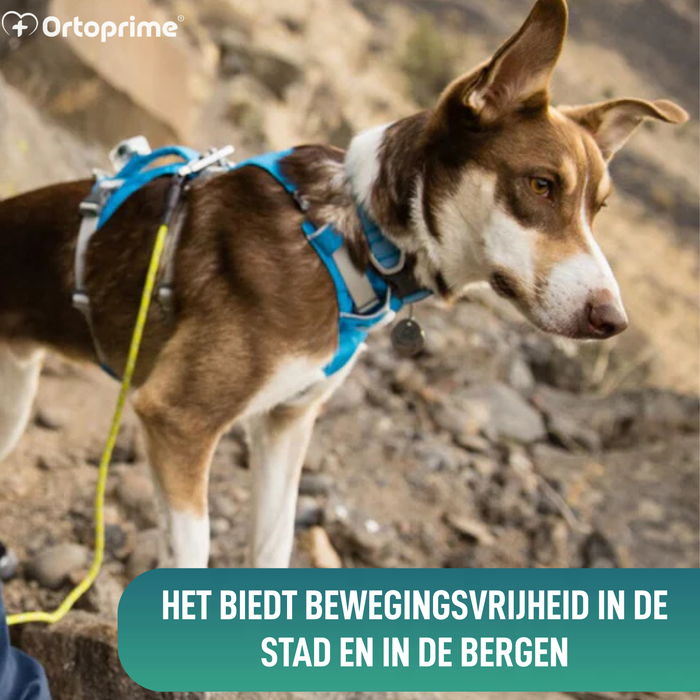 Multifunctioneel Harnas voor Honden | Stevige Structuur