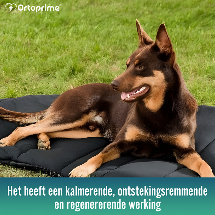 Thermisch Hondenbed bij Artrose | Therapeutische Stof