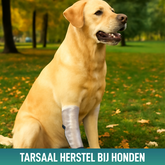 Snelle Spalk voor Honden en Katten | 3 Maten
