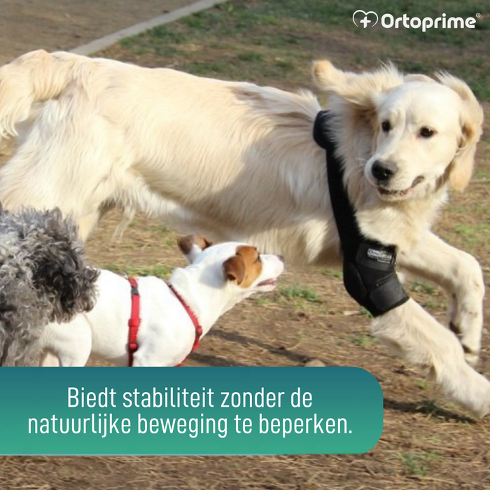 Elleboogorthese voor honden met artrose Revalidatie Canina