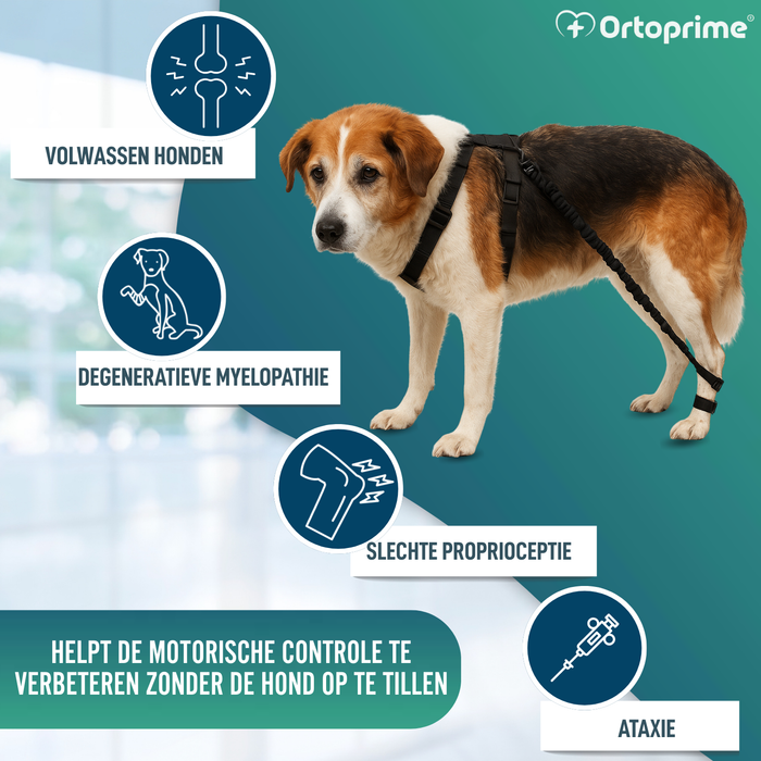 Apparaat voor Hondenataxie | Hulp voor Honden