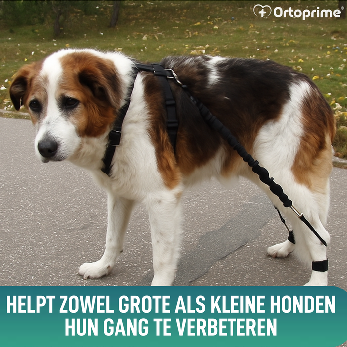 Apparaat voor Hondenataxie | Hulp voor Honden