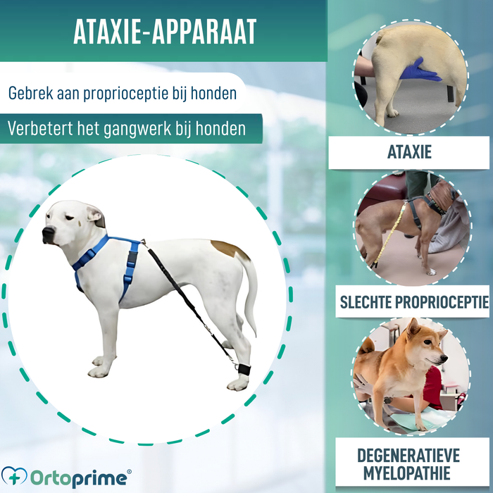 Apparaat voor Hondenataxie | Hulp voor Honden