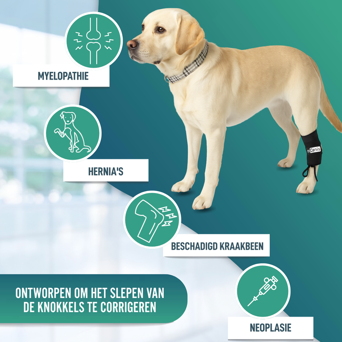 Proprioceptieve corrector voor honden met knuckling | 5 maten