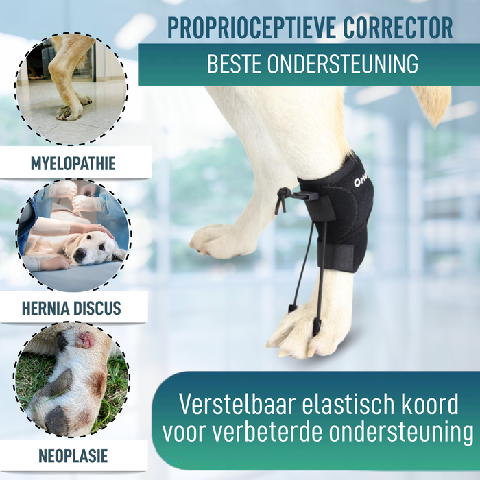 Proprioceptieve corrector voor honden met knuckling | 5 maten