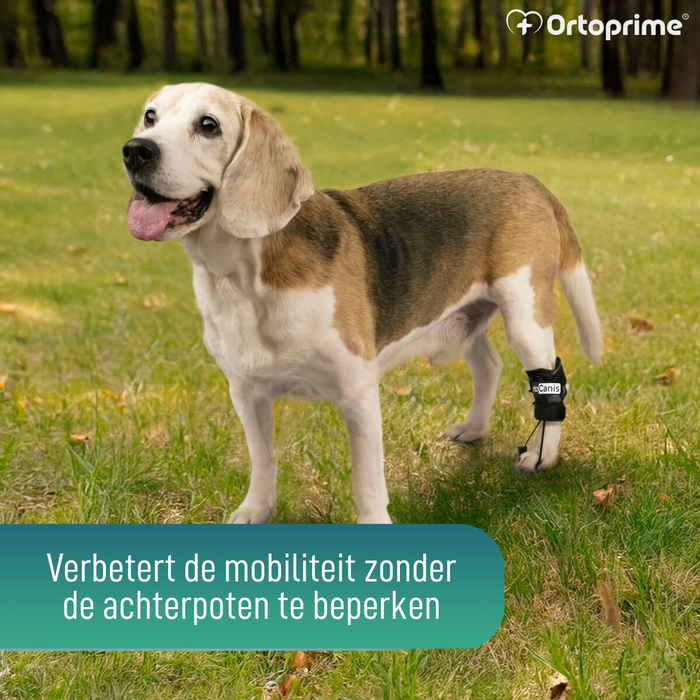 Proprioceptieve corrector voor honden met knuckling | 5 maten