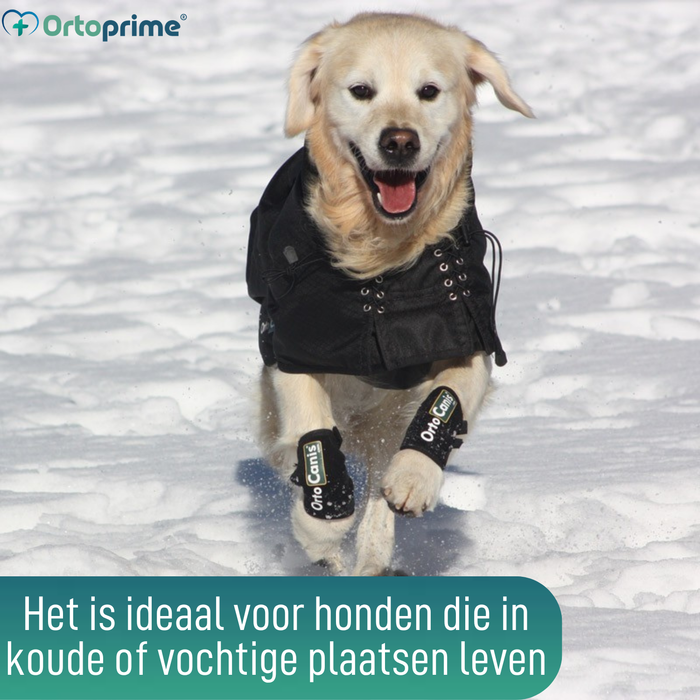 Waterdichte Thermojas voor Honden | Back on Track