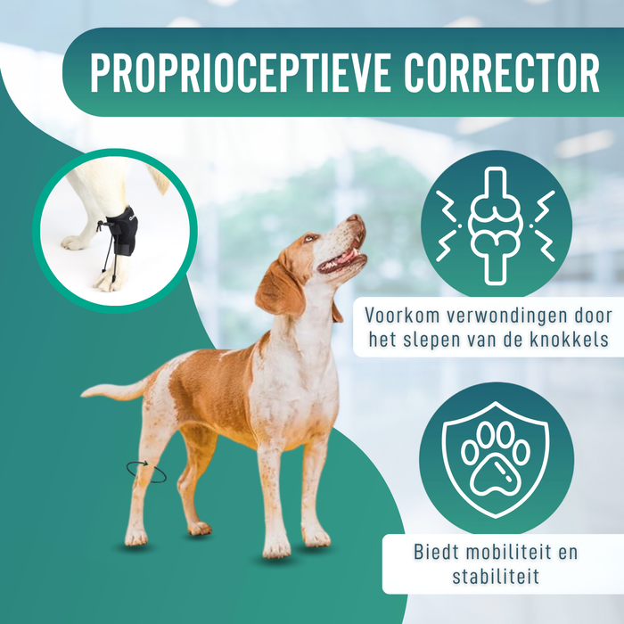 Proprioceptieve corrector voor honden met knuckling | 5 maten