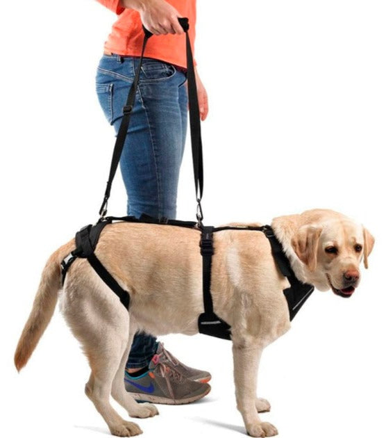 COODEO Hond Hef Harnas, Huisdier Ondersteuning & Rehabilitatie Sling Hef, Verstelbare Vest met Ademende Riemen voor Oudere, Gehandicapte, en Artritise Honden Tijdens het Wandelen(XXL,Zwart COODEO Hond Hef Harnas, Huisdier Ondersteuning & Rehabilitatie Sling Hef, Verstelbare Vest met Ademende Riemen voor Oudere, Gehandicapte, en Artritise Honden Tijdens het Wandelen(XXL,Zwart