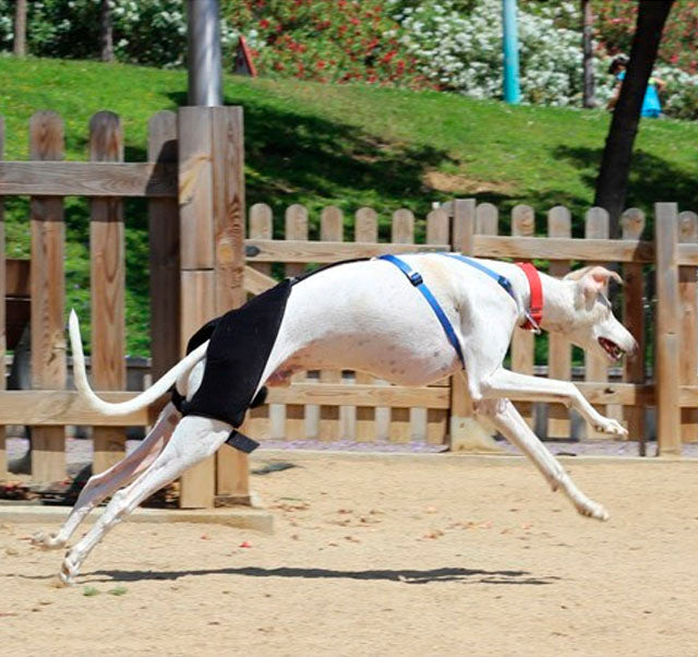 soporte-para-cadera-de-perros-ortoprime